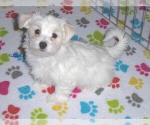 Maltese Puppy for sale in ORO VALLEY, AZ, USA