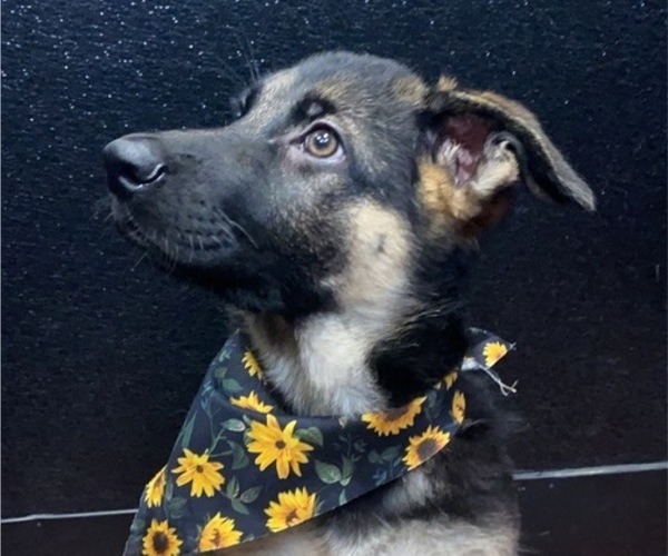 Medium Photo #1 German Shepherd Dog Puppy For Sale in APOPKA, FL, USA