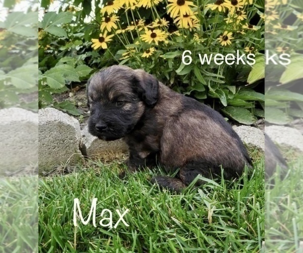 Medium Photo #3 Miniature Labradoodle Puppy For Sale in CLARE, MI, USA
