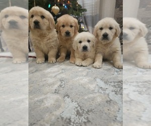 English Cream Golden Retriever Puppy for Sale in ELVERTA, California USA