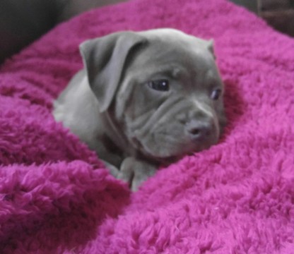 Medium Photo #1 American Bully Mikelands  Puppy For Sale in MINNEAPOLIS, MN, USA
