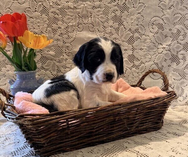 Medium Photo #1 English Springer Spaniel Puppy For Sale in OWEN, WI, USA