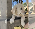 Small #2 Golden Retriever