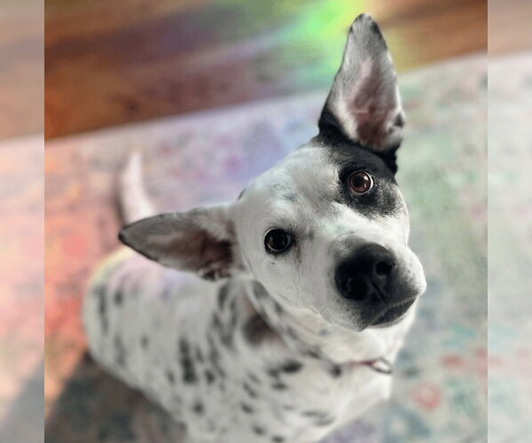 Medium Photo #25 Mutt Puppy For Sale in Canton, CT, USA