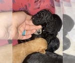 Small Photo #10 Goldendoodle Puppy For Sale in MANNFORD, OK, USA