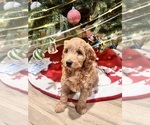 Puppy Goldie Goldendoodle