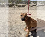 Small #2 Labrador Retriever Mix