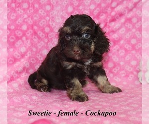 Cockapoo Puppy for sale in CLARKRANGE, TN, USA