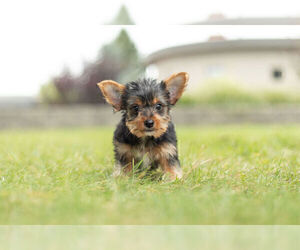 Yorkshire Terrier Dog for Adoption in WARSAW, Indiana USA