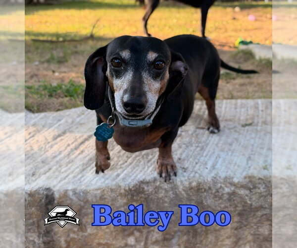 Medium Photo #12 Dachshund Puppy For Sale in San Antonio, TX, USA