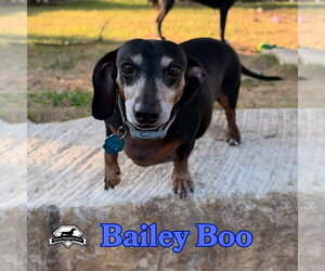 Bailey Boo - Female Dachshund Dog for Adoption - Photo #12