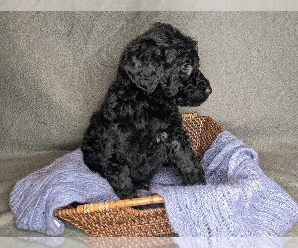 Medium Photo #3 Goldendoodle Puppy For Sale in SYRACUSE, IN, USA