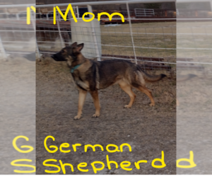 Mother of the Akita-German Shepherd Dog Mix puppies born on 03/10/2023
