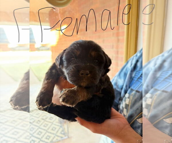 Medium Photo #1 Golden Retriever-Unknown Mix Puppy For Sale in Grafton, WI, USA