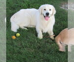 Small #6 English Cream Golden Retriever