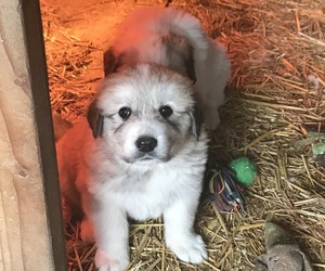 Great Pyrenees Puppy for sale in VERNONIA, OR, USA