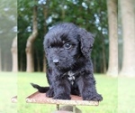 Small Photo #9 Aussiedoodle Puppy For Sale in LEXINGTON, AL, USA