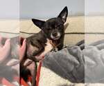 Small #2 Chihuahua Mix