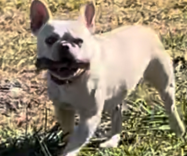 Medium Photo #2 French Bulldog Puppy For Sale in LANCASTER, KY, USA