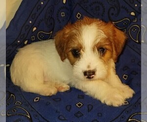 Jack-A-Poo Puppy for sale in FREDERICKSBURG, OH, USA