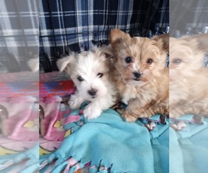 Morkie Puppy for sale in RIVES JUNCTION, MI, USA