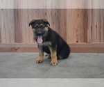 Small Photo #4 German Shepherd Dog Puppy For Sale in GREENWOOD, WI, USA