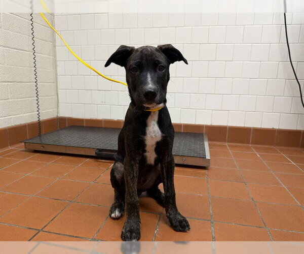 Medium Photo #1 Mutt Puppy For Sale in Camarillo, CA, USA