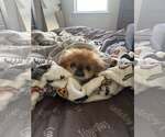 Small Pekingese Mix