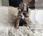 Puppy Puppy 6 Bernedoodle-Poodle (Standard) Mix
