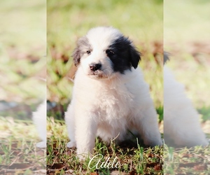 Great Pyrenees Puppy for sale in BARRY, TX, USA