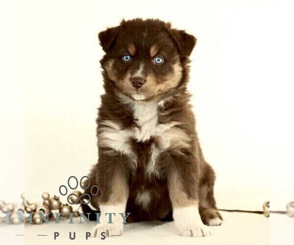 Medium Photo #1 Australian Shepherd Puppy For Sale in LANCASTER, PA, USA