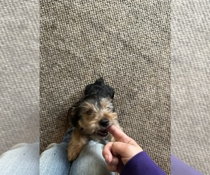 Yorkshire Terrier Puppy for sale in GLADWIN, MI, USA