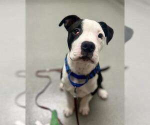 American Pit Bull Terrier Dogs for adoption in San Francisco, CA, USA