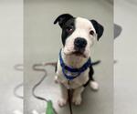 Small American Pit Bull Terrier