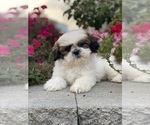 Small #5 Shih Tzu