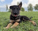 Puppy 2 German Shepherd Dog
