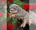 Small #2 English Bulldog