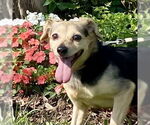 Small #5 Beagle-Chihuahua Mix