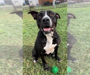LOVEBUG - Female Staffordshire Bull Terrier Dog for Adoption - Photo #2