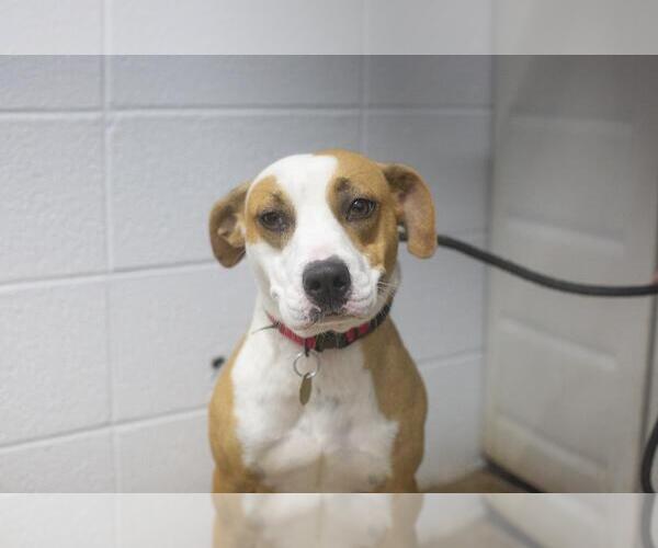 Medium Photo #1 American Pit Bull Terrier-Unknown Mix Puppy For Sale in Mountain Home, AR, USA