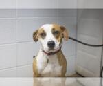Small American Pit Bull Terrier Mix