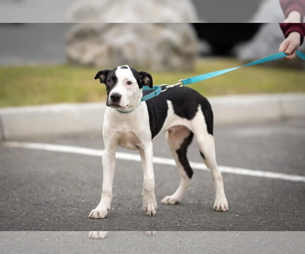 Medium Photo #4 American Pit Bull Terrier Puppy For Sale in Southbury, CT, USA