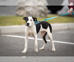 Cassius ~ meet me! - Male American Pit Bull Terrier Dog for Adoption - Photo #4