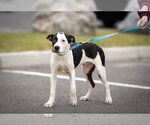Small Photo #4 American Pit Bull Terrier Puppy For Sale in Southbury, CT, USA