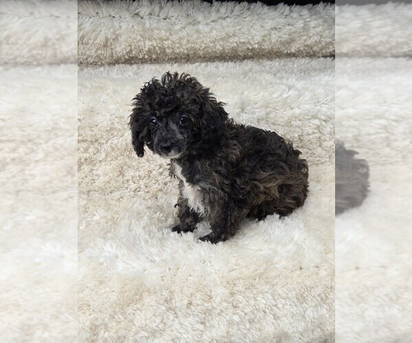 Medium Photo #6 Poodle (Toy) Puppy For Sale in JASONVILLE, IN, USA