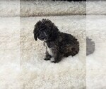 Small #5 Poodle (Toy)