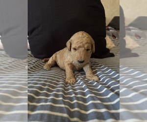 Medium Labradoodle