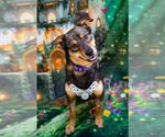 Small #3 Australian Shepherd Mix