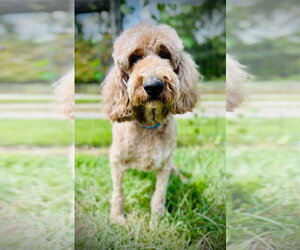 Trooper Dec 24 - Male Goldendoodle Dog for Adoption - Photo #2