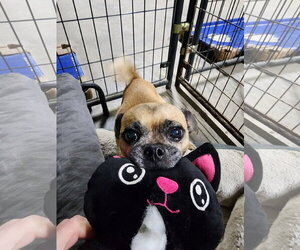 Heyy Nova - Female Pug-Unknown Mix Dog for Adoption - Photo #3